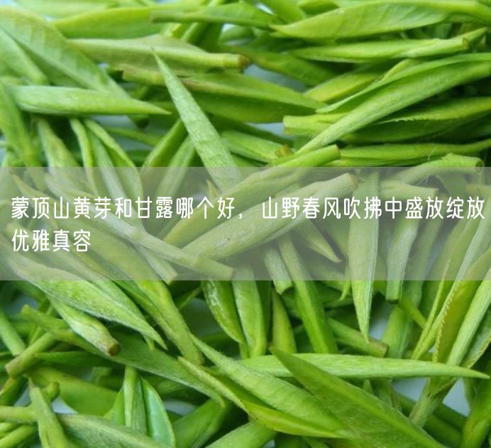 蒙顶山黄芽和甘露哪个好，山野春风吹拂中盛放绽放优雅真容