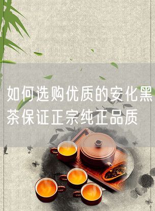 如何选购优质的安化黑茶保证正宗纯正品质