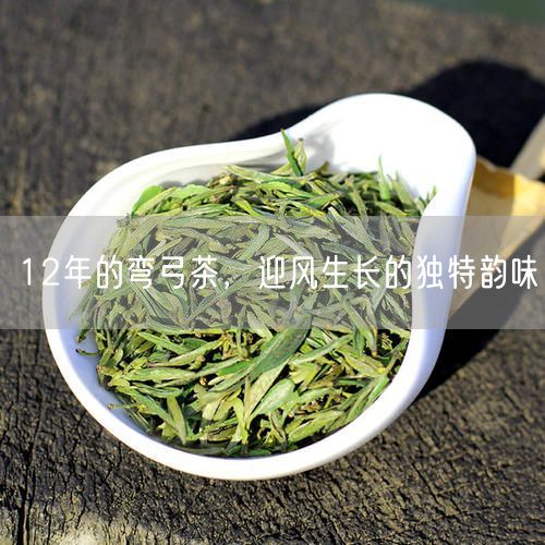 12年的弯弓茶，迎风生长的独特韵味