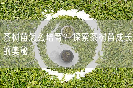 茶树苗怎么培育？探索茶树苗成长的奥秘