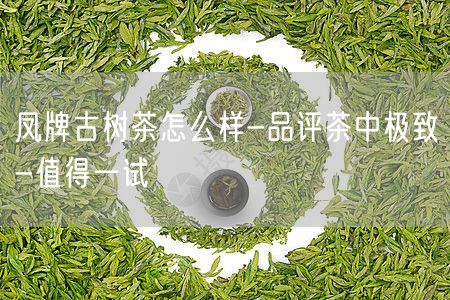 凤牌古树茶怎么样-品评茶中极致-值得一试