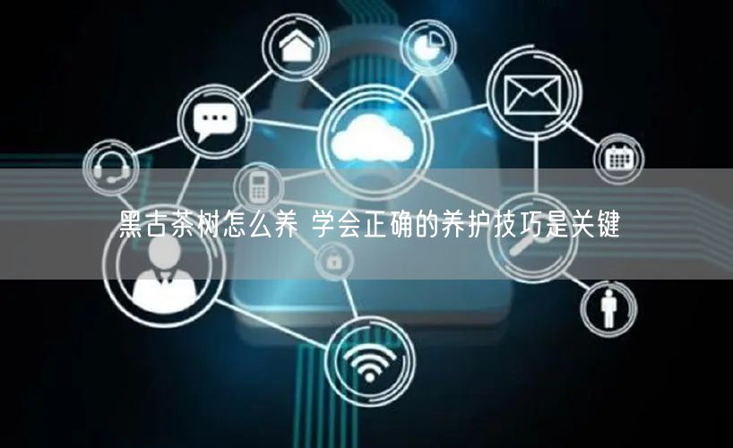 黑古茶树怎么养 学会正确的养护技巧是关键