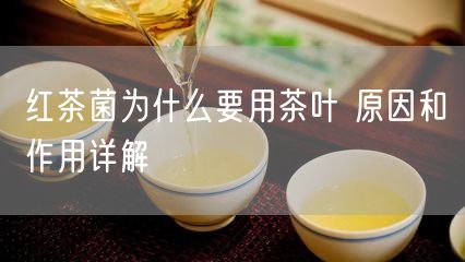 红茶菌为什么要用茶叶 原因和作用详解