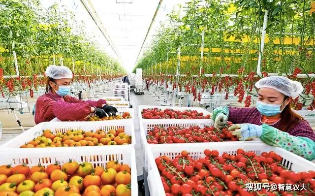 农业科技创新与推广_农业科技技术推广_农业科技推广模式