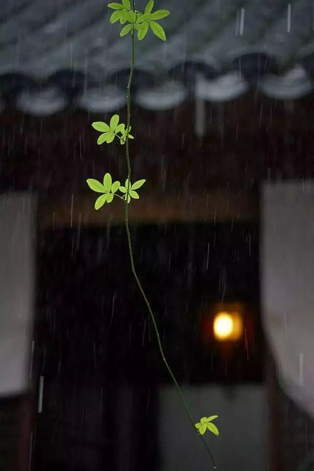 只有梦里来去的情感_梦里来梦里去_梦里来梦里去歌曲