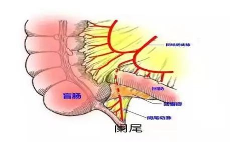 小孩阑尾炎术后饮食_小孩阑尾炎术后饮食注意事项_炎饮食术小孩阑尾后多久能好