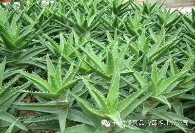 流产饮食_流产后应注意什么饮食_流产后饮食需要注意多长时间