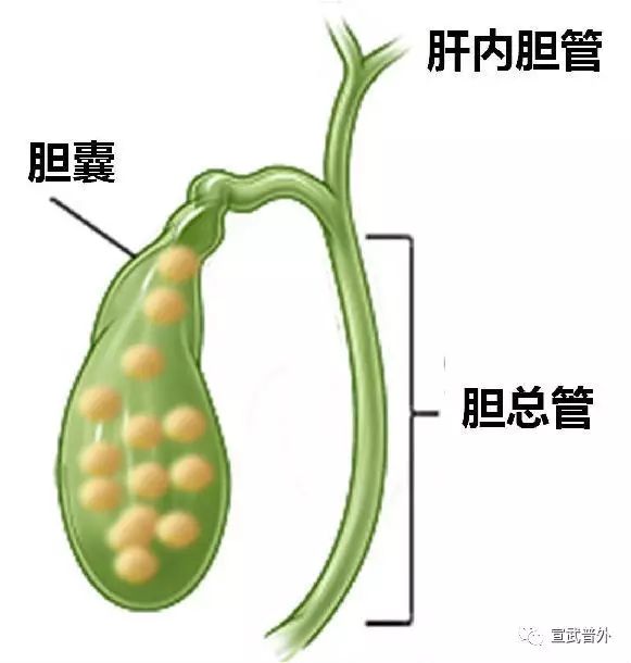 饮食结石胆管疼_胆管结石的饮食_饮食结石胆管会疼吗