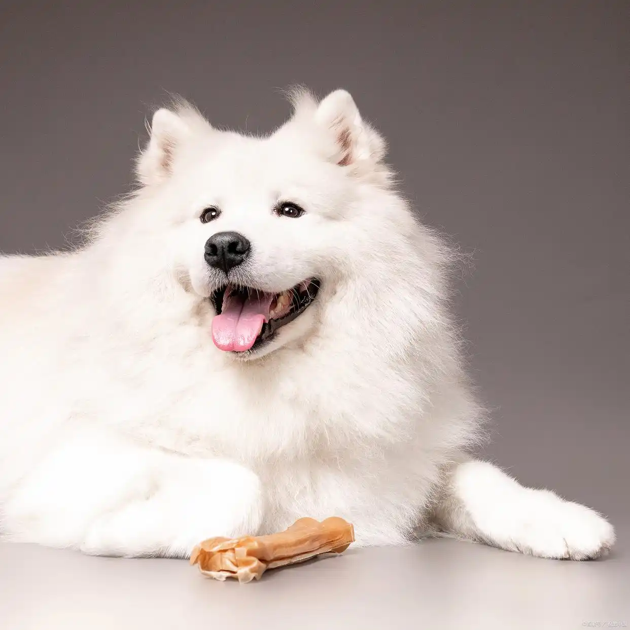 萨摩耶的食谱_萨摩耶饮食_萨摩耶犬食物主要是吃什么