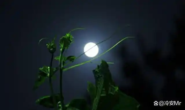 浅论诗词中的思乡情感_诗词思乡情感浅论中的诗句_思乡诗感情基调