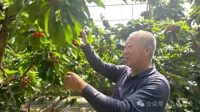 绿云科技客服电话_绿云科技有限公司_绿云科技有限公司官网